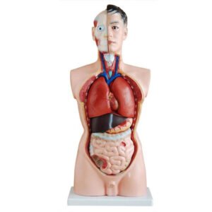 HUMAN MUSCLE MODEL