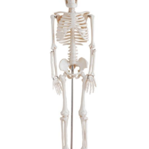 85cm Skeleton