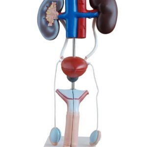 Male Urinary System Anatomy Model